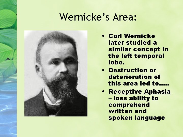 Wernicke’s Area: • Carl Wernicke later studied a similar concept in the left temporal