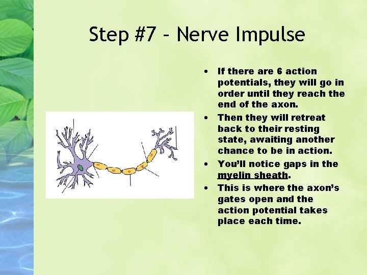 Step #7 – Nerve Impulse • If there are 6 action potentials, they will