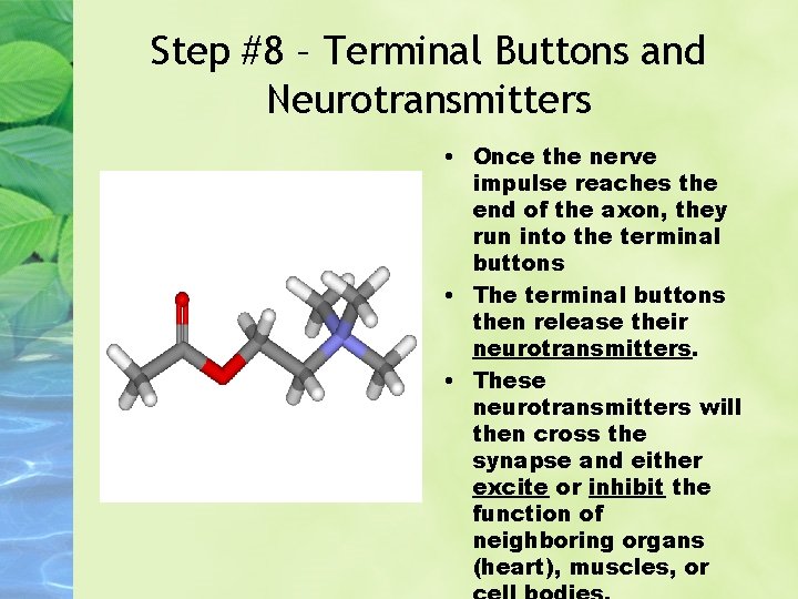 Step #8 – Terminal Buttons and Neurotransmitters • Once the nerve impulse reaches the