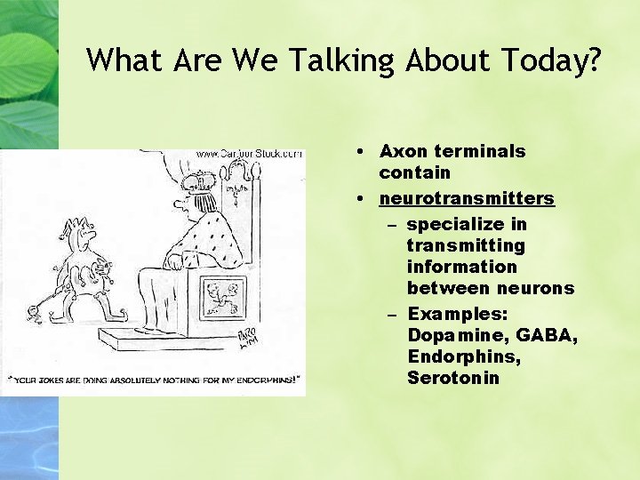 What Are We Talking About Today? • Axon terminals contain • neurotransmitters – specialize