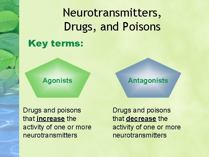 Neurotransmitters, Drugs, and Poisons Key terms: Agonists Antagonists Drugs and poisons that increase the