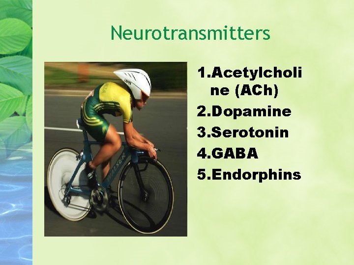 Neurotransmitters 1. Acetylcholi ne (ACh) 2. Dopamine 3. Serotonin 4. GABA 5. Endorphins 