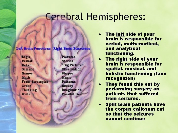 Cerebral Hemispheres: • The left side of your brain is responsible for verbal, mathematical,