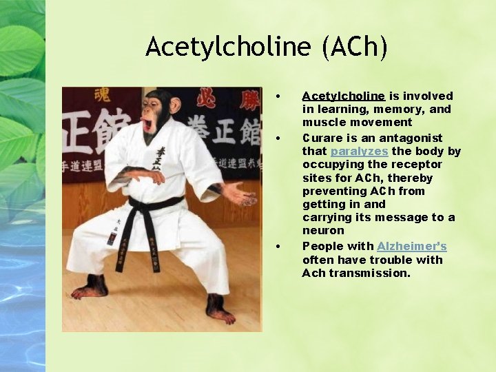 Acetylcholine (ACh) • • • Acetylcholine is involved in learning, memory, and muscle movement