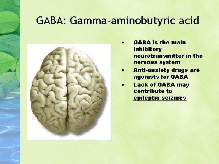 GABA: Gamma-aminobutyric acid • • • GABA is the main inhibitory neurotransmitter in the