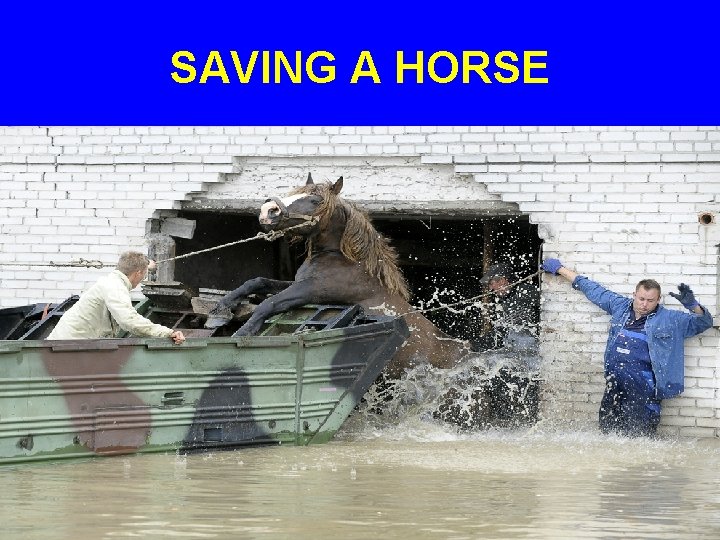 SAVING A HORSE 