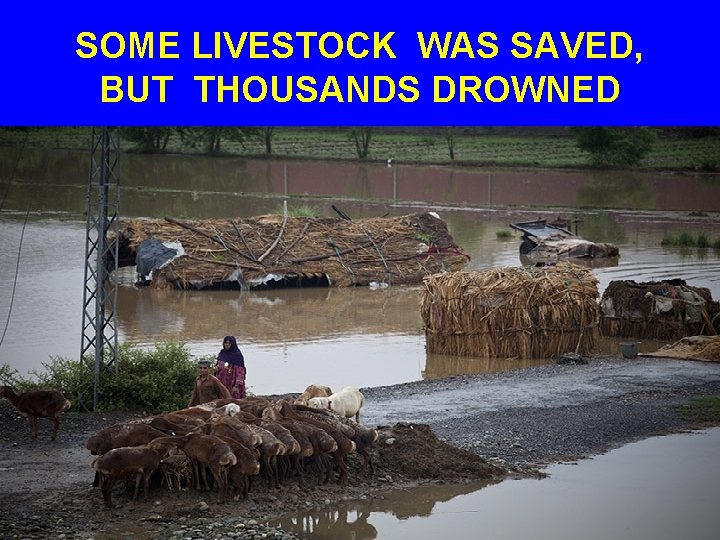 SOME LIVESTOCK WAS SAVED, BUT THOUSANDS DROWNED 