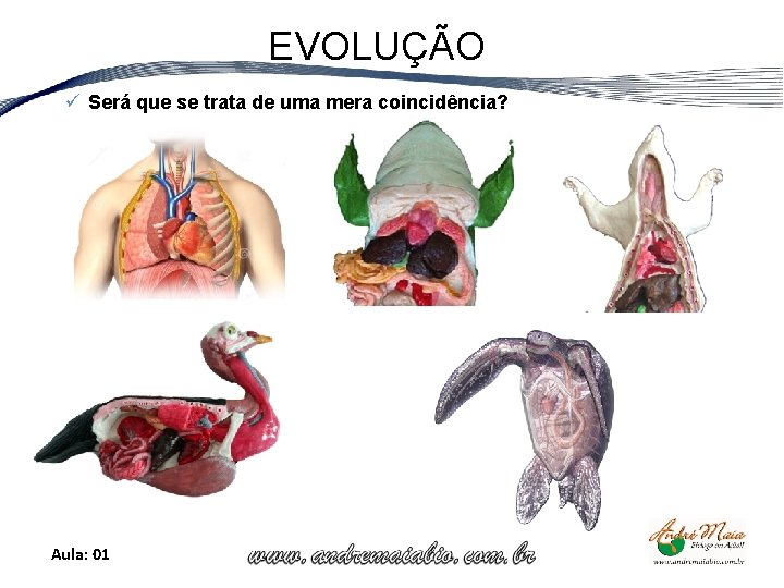 EVOLUÇÃO ü Será que se trata de uma mera coincidência? Aula: 01 