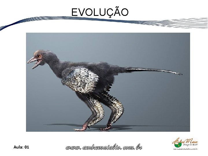 EVOLUÇÃO Aula: 01 