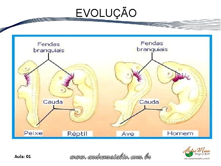 EVOLUÇÃO Aula: 01 