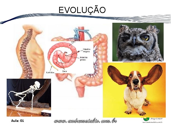 EVOLUÇÃO Aula: 01 