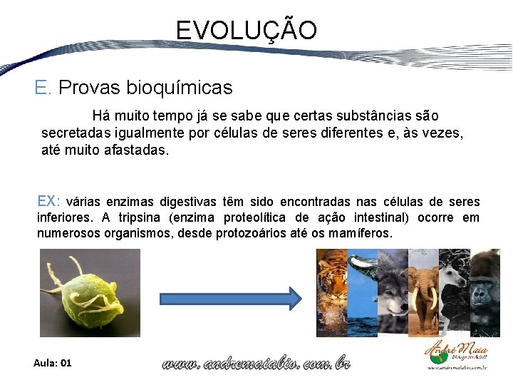 EVOLUÇÃO E. Provas bioquímicas Há muito tempo já se sabe que certas substâncias são