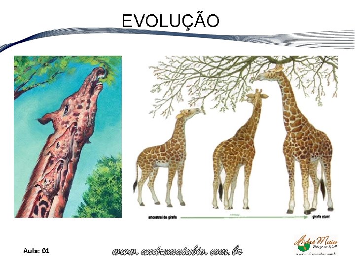 EVOLUÇÃO Aula: 01 