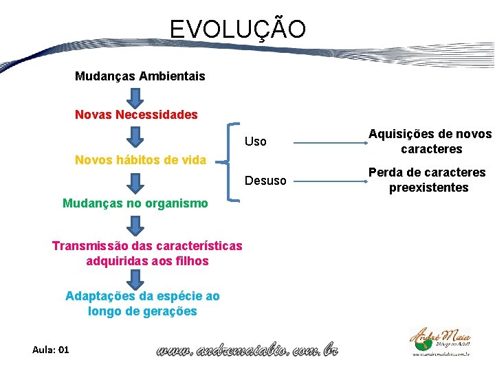 EVOLUÇÃO Mudanças Ambientais Novas Necessidades Uso Aquisições de novos caracteres Desuso Perda de caracteres