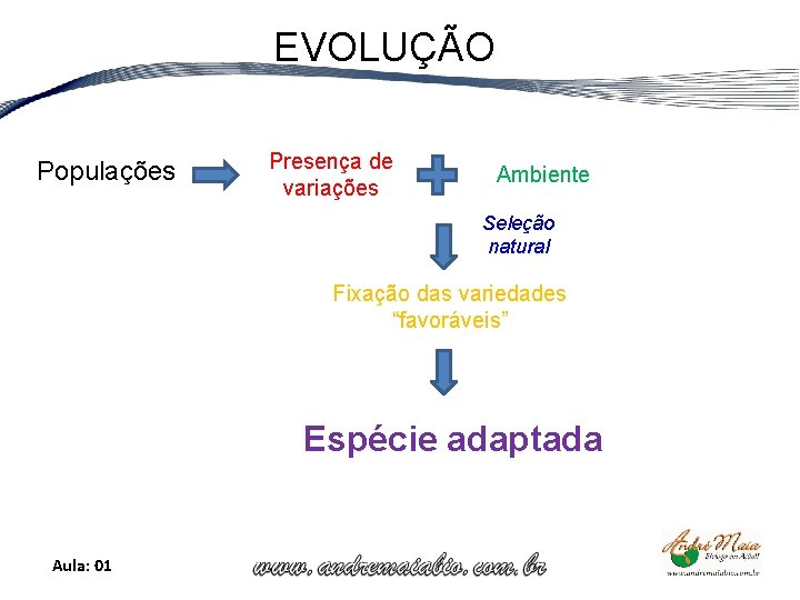 EVOLUÇÃO Populações Presença de variações Ambiente Seleção natural Fixação das variedades “favoráveis” Espécie adaptada