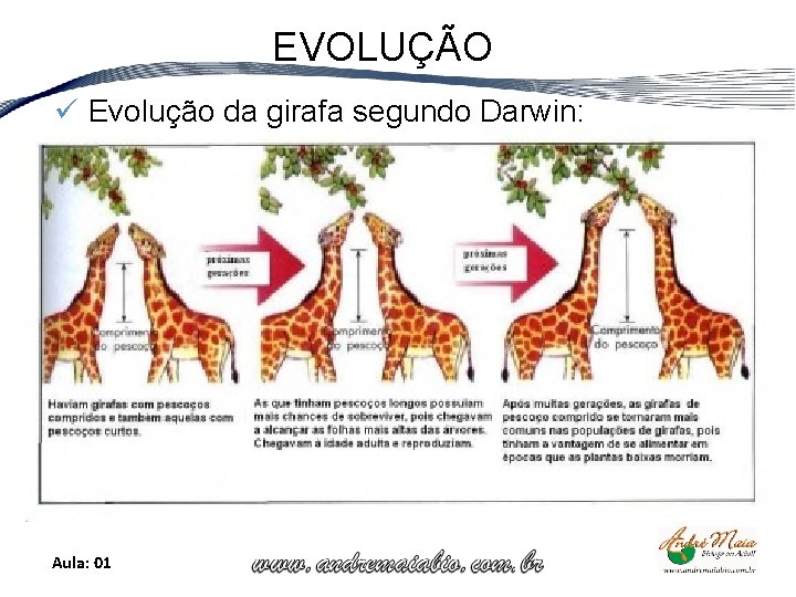 EVOLUÇÃO ü Evolução da girafa segundo Darwin: Aula: 01 