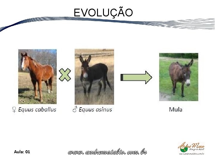 EVOLUÇÃO Aula: 01 