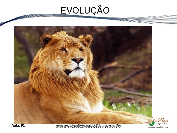 EVOLUÇÃO Aula: 01 