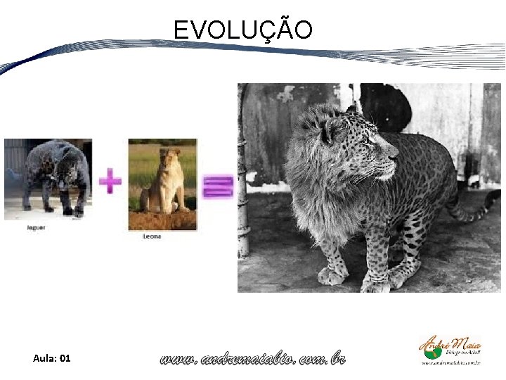 EVOLUÇÃO Aula: 01 