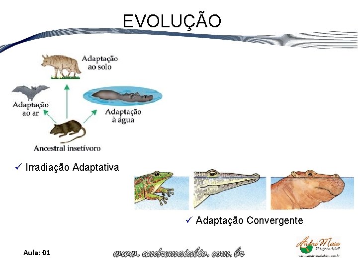 EVOLUÇÃO ü Irradiação Adaptativa ü Adaptação Convergente Aula: 01 