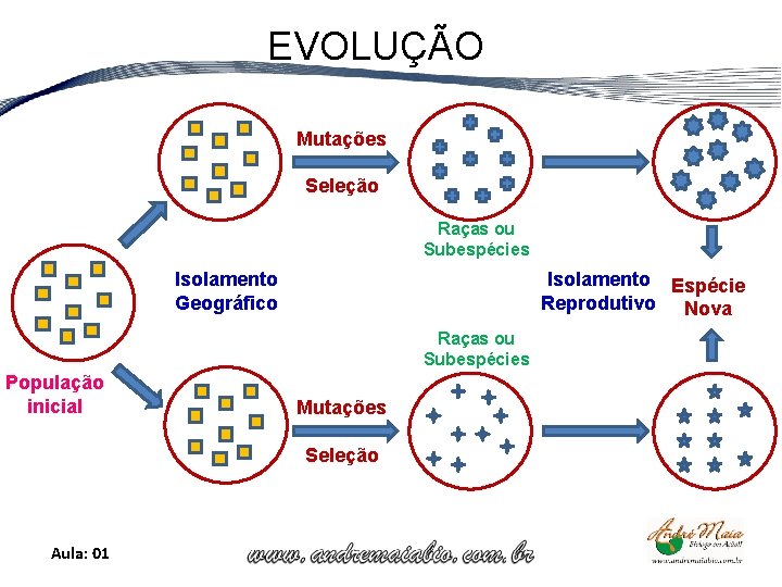 EVOLUÇÃO Mutações Seleção Raças ou Subespécies Isolamento Espécie Reprodutivo Nova Isolamento Geográfico Raças ou