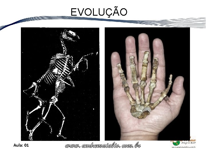 EVOLUÇÃO Aula: 01 