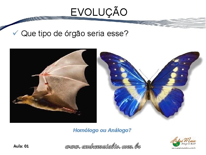 EVOLUÇÃO ü Que tipo de órgão seria esse? Homólogo ou Análogo? Aula: 01 