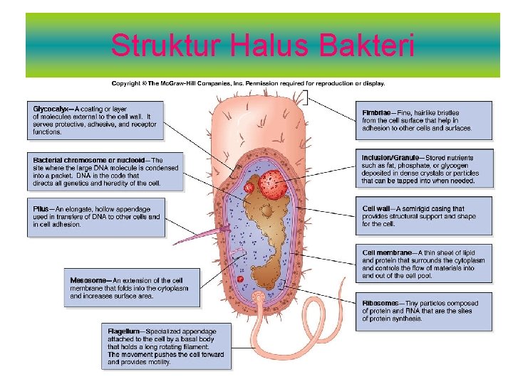 Struktur Halus Bakteri 