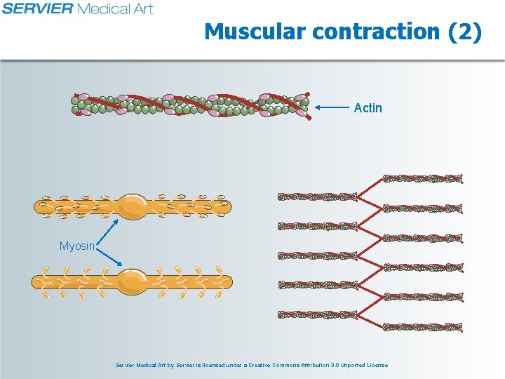 Muscular contraction (2) Actin Myosin Servier Medical Art by Servier is licensed under a