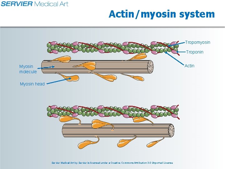 Actin/myosin system Tropomyosin Troponin Actin Myosin molecule Myosin head Servier Medical Art by Servier