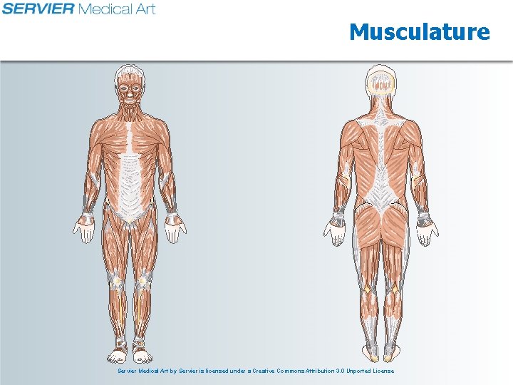 Musculature Servier Medical Art by Servier is licensed under a Creative Commons Attribution 3.