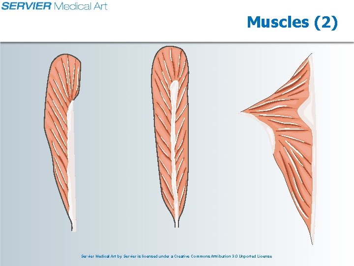Muscles (2) Servier Medical Art by Servier is licensed under a Creative Commons Attribution