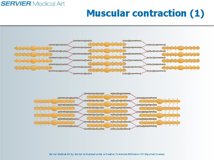 Muscular contraction (1) Servier Medical Art by Servier is licensed under a Creative Commons