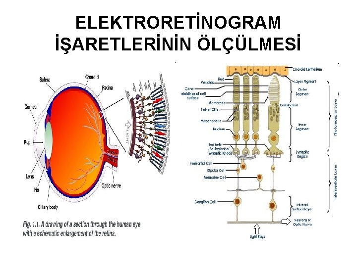 ELEKTRORETİNOGRAM İŞARETLERİNİN ÖLÇÜLMESİ 