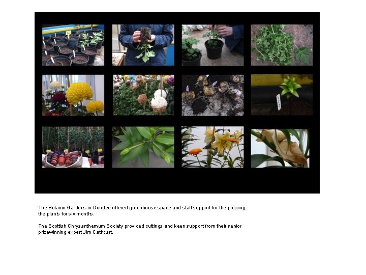 The Botanic Gardens in Dundee offered greenhouse space and staff support for the growing