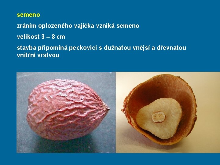 semeno zráním oplozeného vajíčka vzniká semeno velikost 3 – 8 cm stavba připomíná peckovici