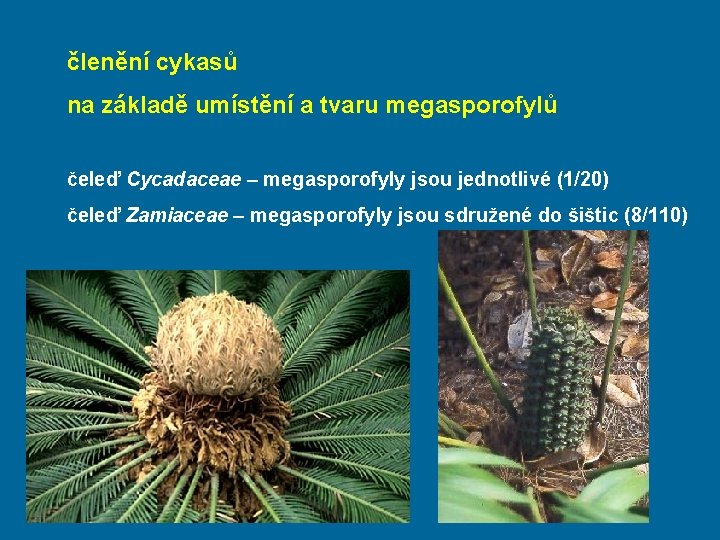 členění cykasů na základě umístění a tvaru megasporofylů čeleď Cycadaceae – megasporofyly jsou jednotlivé
