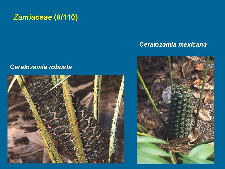 Zamiaceae (8/110) Ceratozamia mexicana Ceratozamia robusta 