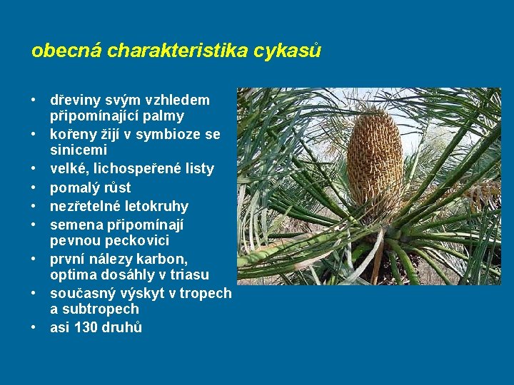 obecná charakteristika cykasů • dřeviny svým vzhledem připomínající palmy • kořeny žijí v symbioze