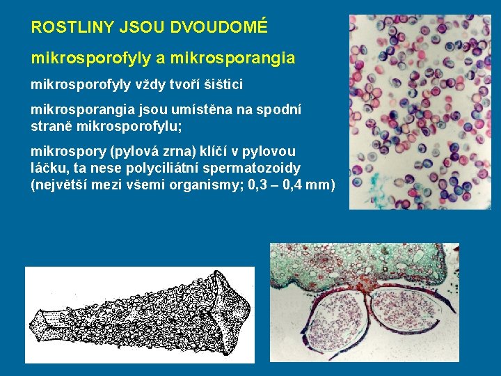 ROSTLINY JSOU DVOUDOMÉ mikrosporofyly a mikrosporangia mikrosporofyly vždy tvoří šištici mikrosporangia jsou umístěna na