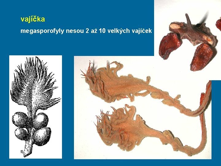 vajíčka megasporofyly nesou 2 až 10 velkých vajíček 