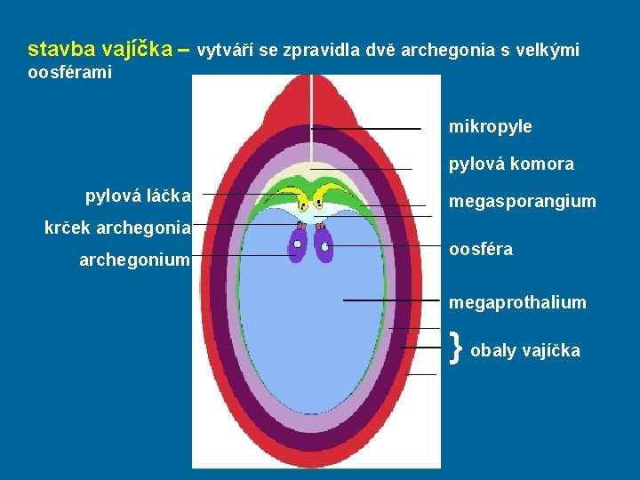 stavba vajíčka – vytváří se zpravidla dvě archegonia s velkými oosférami mikropyle pylová komora