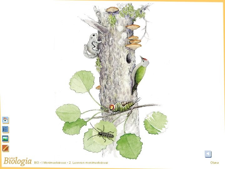 BI 3 • I Monimuotoisuus • 2. Luonnon monimuotoisuus Otava BI 3 • I Monimuotoisuus • 2. Luonnon monimuotoisuus Otava