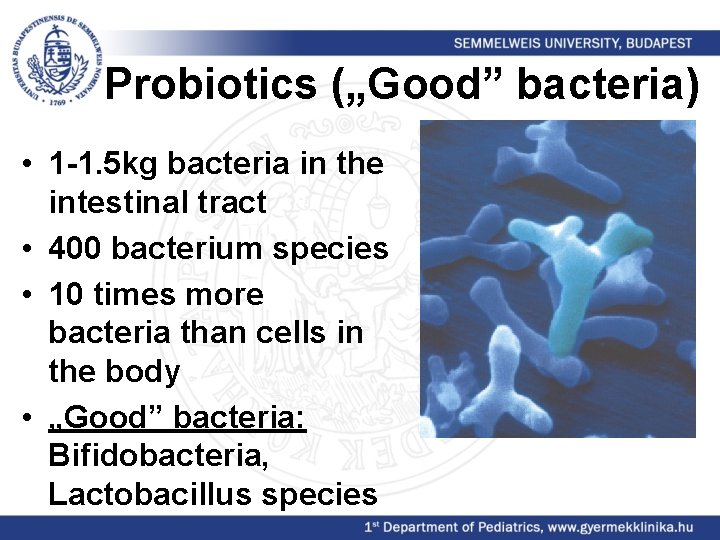 Probiotics („Good” bacteria) • 1 -1. 5 kg bacteria in the intestinal tract •