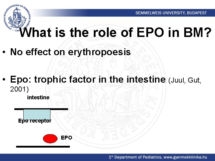 What is the role of EPO in BM? • No effect on erythropoesis •