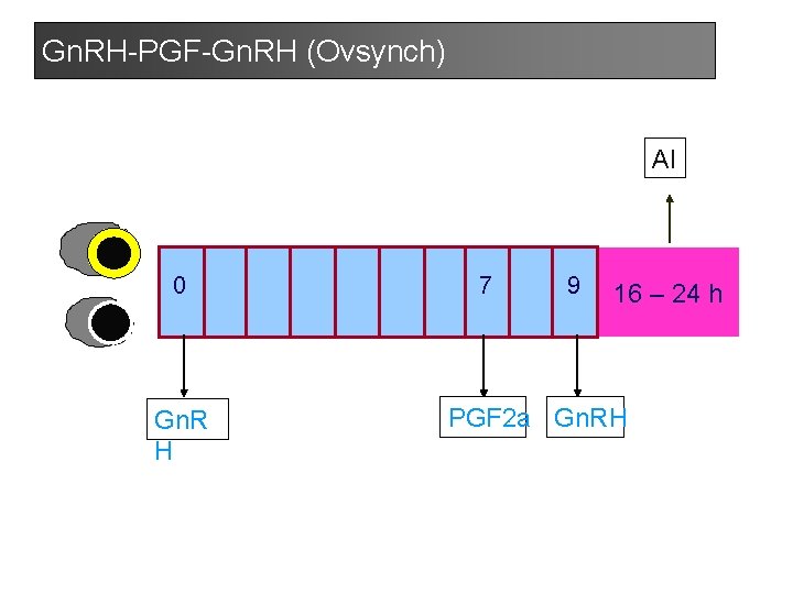 Gn. RH-PGF-Gn. RH (Ovsynch) AI 0 Gn. R H 7 9 16 – 24