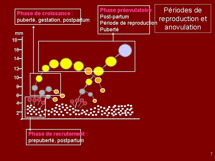 Phase de croissance : puberté, gestation, postpartum mm 18 Phase préovulatoire Post-partum Période de