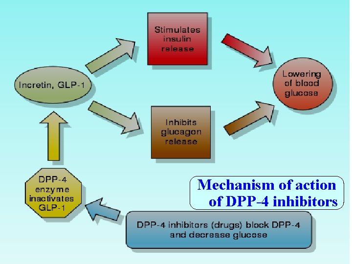 Mechanism of action of DPP-4 inhibitors 
