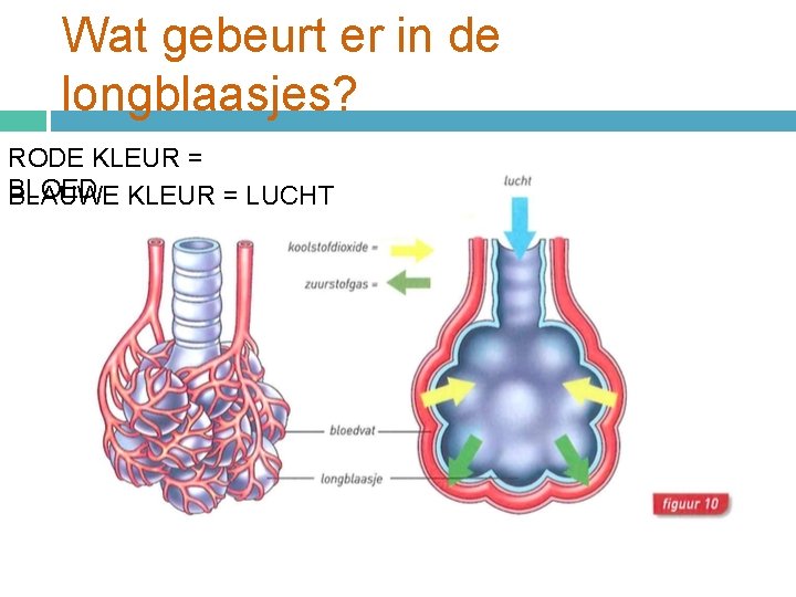 Wat gebeurt er in de longblaasjes? RODE KLEUR = BLOED BLAUWE KLEUR = LUCHT