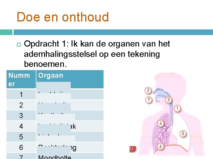 Doe en onthoud Opdracht 1: Ik kan de organen van het ademhalingsstelsel op een